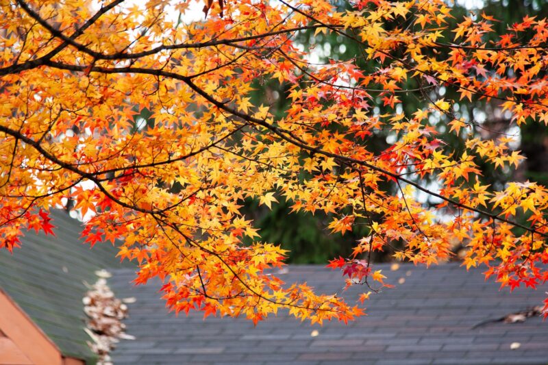 Fall Roof Maintenance